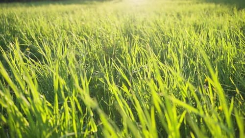 Lush Green Grass Illuminated By Sunlight Grows on Meadow