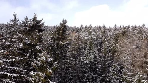 Snowy Evergreen Forest Aerial in Winter
