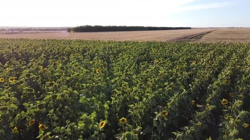 Blick auf ein Feld mit Sonnenblumen an einem sonnigen Sommertag, aufgenommen von einer Drohne aus niedriger Höhe