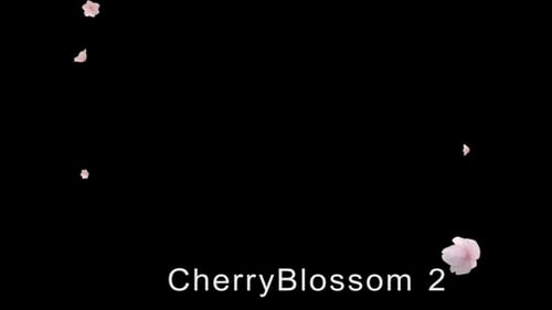 Kirschblüte 2 Stück 4K