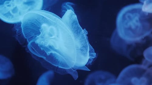 Glowing Jellyfish Floating Gently in the Deep Ocean