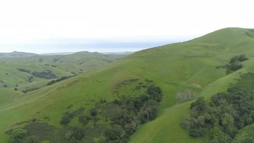 Aerial view of green hills with trees