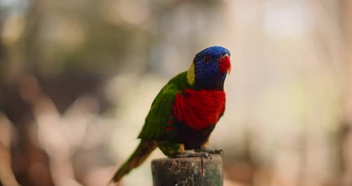 Nahaufnahme eines wegfliegenden Regenbogen-Lorikeet-Papageis. BMPCC 4K