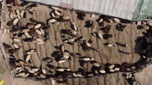 Farmers Care for Their Sheep in Barn