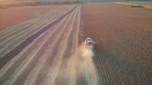 Aerial View Combine Harvesting on Sunflower Field. Mechanized Harvesting Sunflower. Large Field of