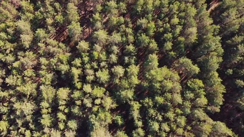 Aerial View Of Green Forest Landscape