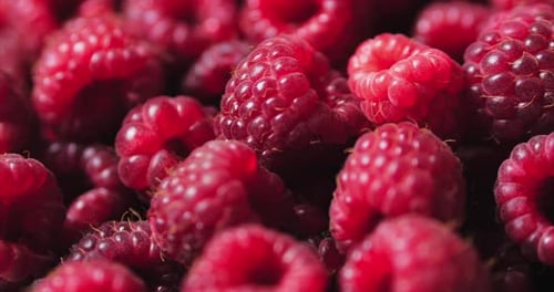 Close-Up of Fresh Red Raspberries