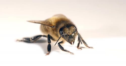 European Honey Bee, apis mellifera, Black Bee against White Background, Normandy, Real Time 4K