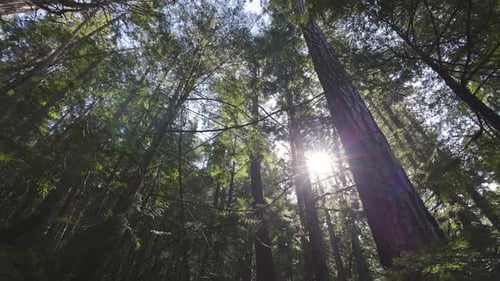 Regarder la forêt tropicale verte pendant une journée ensoleillée de printemps