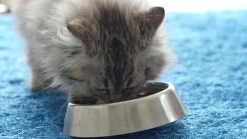 Fluffy Kitten Eating from Bowl on Blue Carpet