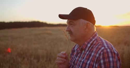 An Elderly Farmer Man in a Shirt and Baseball Cap Stands in a Field of Cereal Crops at Sunset