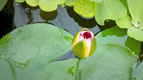 Pink Water Lily Blossoms in Time Lapse