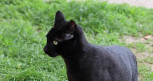 Chat noir regardant autour de lui