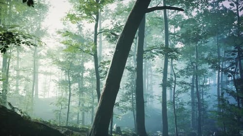 Sunny Silhouetted Forest with Sunbeams Through Fog