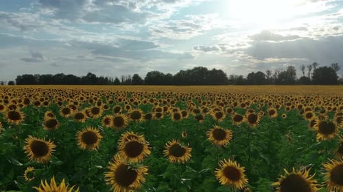 Aerial View. Beautiful Agricultural Field with Blooming Sunflowers. Field of Flowers Sunflower