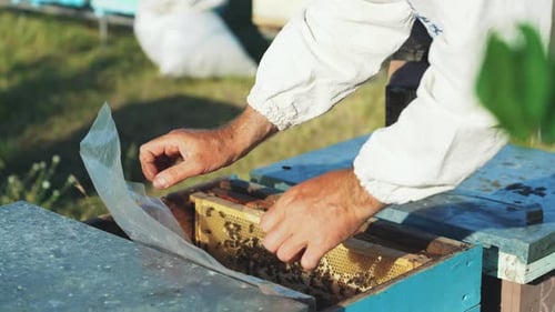Beekeeper Works in the Apiary