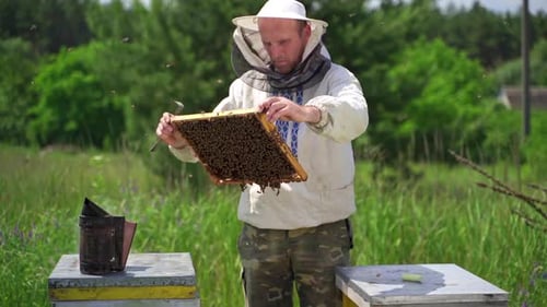 Beekeeper in protective workwear inspecting frame at apiary