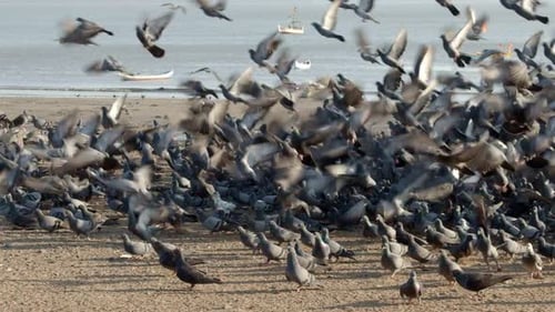 Large Flock of Pigeons on Sandy Beach