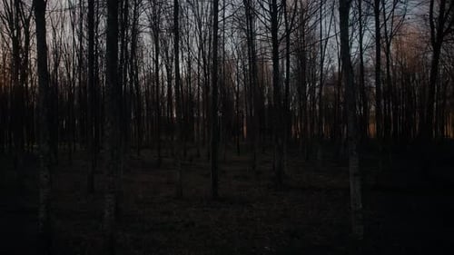 Forêt au coucher du soleil