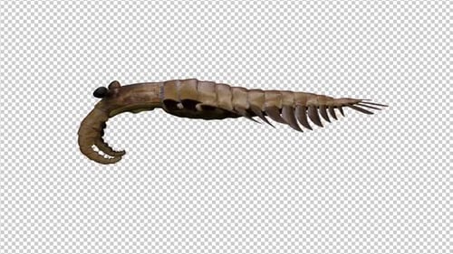 Pack d'animaux anciens Anomalocaris