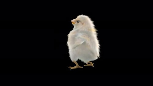 Cute Animated Baby Chick Walking and Looking Around