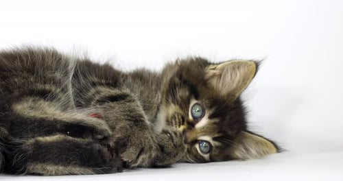 Brown Blotched Tabby Maine Coon Hauskatze, Kätzchen spielt vor weißem Hintergrund, Normandie