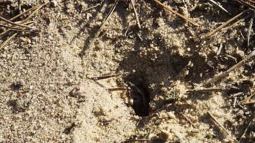 Schwarze Ameisen laufen im Sand um ihren Ameisenhaufen