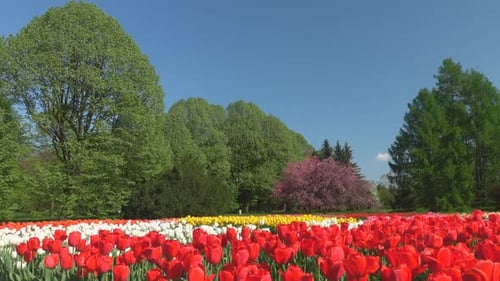 Colorful Tulip Field with Lush Green Trees