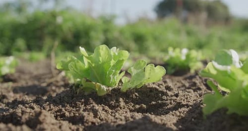Seedlings on an organic farm