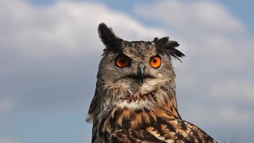 750089 European Eagle Owl, asio otus, Portrait of Adult Looking around, Real Time