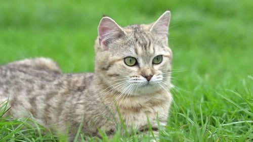 Cute Scottish Cat Playing On Green Grass