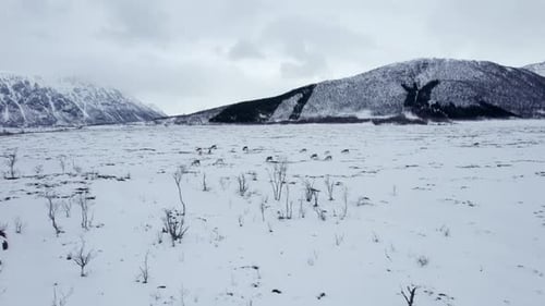 Aerial fly over of a small herd of reindeer grazing in a snow covered field with mountains mountains
