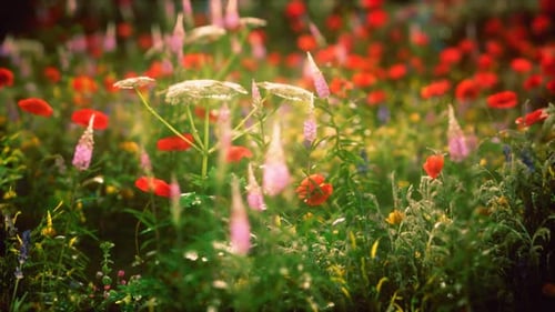 Sunset in the Wild Flower Field