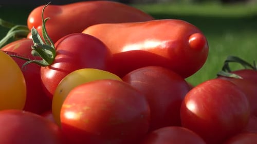 Close-up of Fresh Red and Yellow Tomatoes