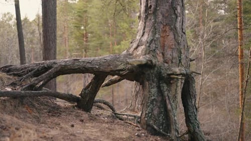 Bare Roots of Old Pine Tree in Forest Visible From Ground