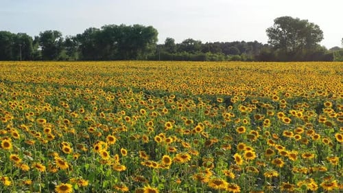 Feld blühender Sonnenblumen im Sommer in der Tschechischen Republik