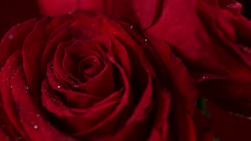 Red rose, Slow Motion