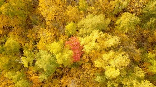 Natur im Herbst