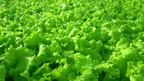 Bright Green Lettuce Growing in a Large Field