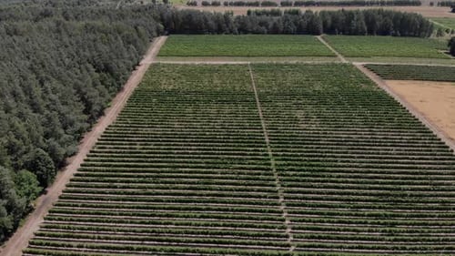 Paysage de vignobles incroyable