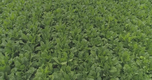 Aerial view of a beet plantation