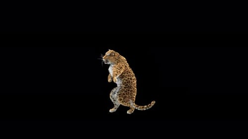 Leopard Dancing 4K