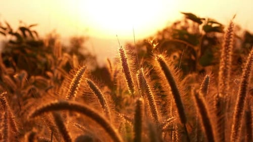 Decorative Grasses Glowing in the Evening Sunlight