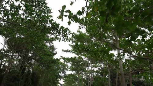 Move in green forest and look up green tree