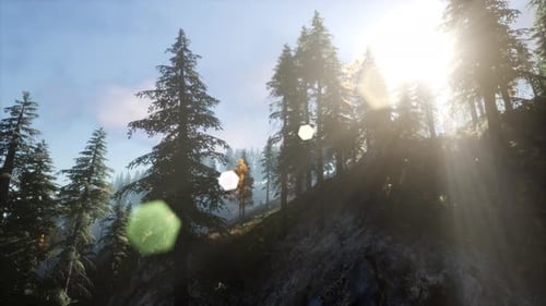 Sun Beams Through Trees