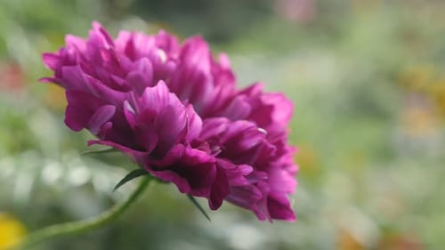 Shallow DOF Cosmos bipinnatus Double Fleur de canneberge couleur violette 4K 2160p 30fps UltraHD -