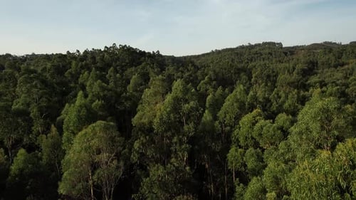 Forest with Blue Sky