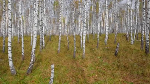 Birch Grove in Autumn. Drone Flying Through Colorful Yellow Leaf-Bearing Deciduous Fall Forest