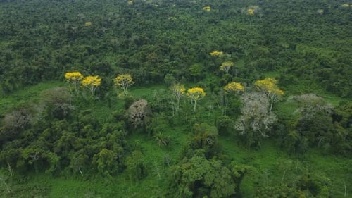 Lush Green Forest Aerial