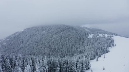 Vista aérea de árvores cobertas de neve, voando acima das montanhas de inverno